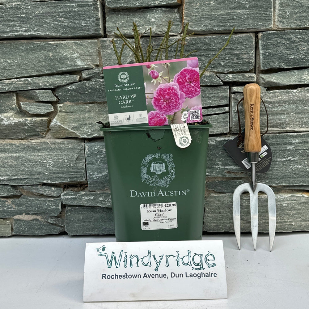 Rosa 'Harlow Carr' - Roses - Windyridge Garden Centre