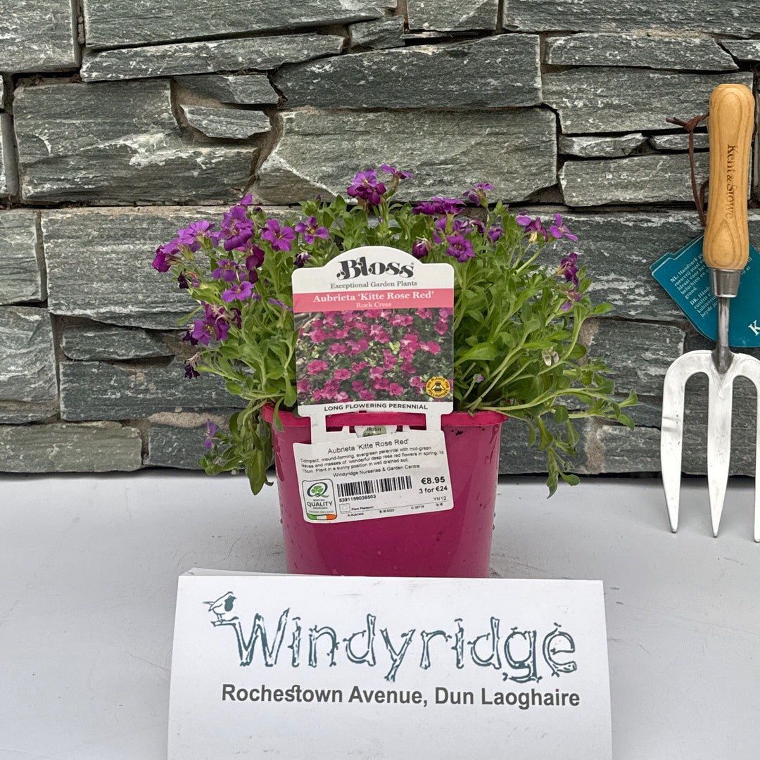 Aubrieta Kitte Rose Red - Herbaceous - Windyridge Garden Centre