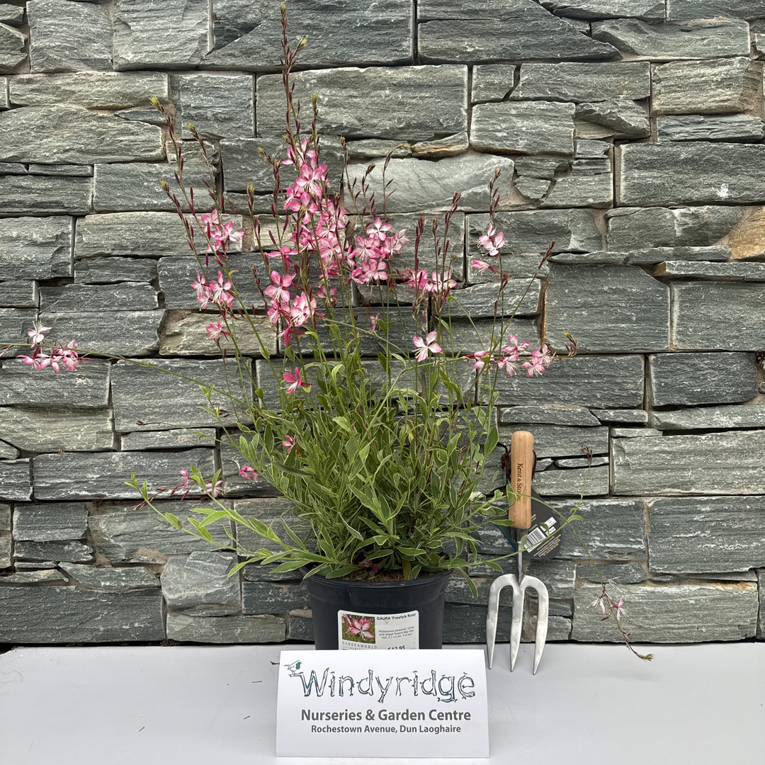 GAURA Freefolk Rosy 3Ltr Pot