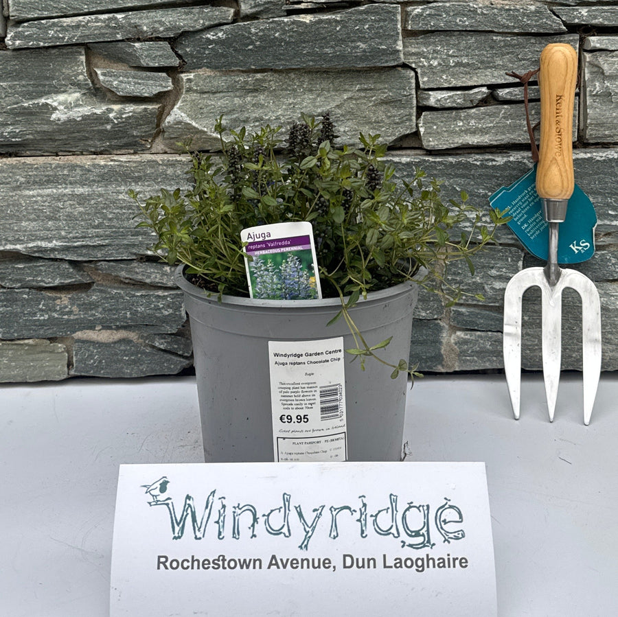 Ajuga Reptans Chocolate Chip - Herbaceous - Windyridge Garden Centre