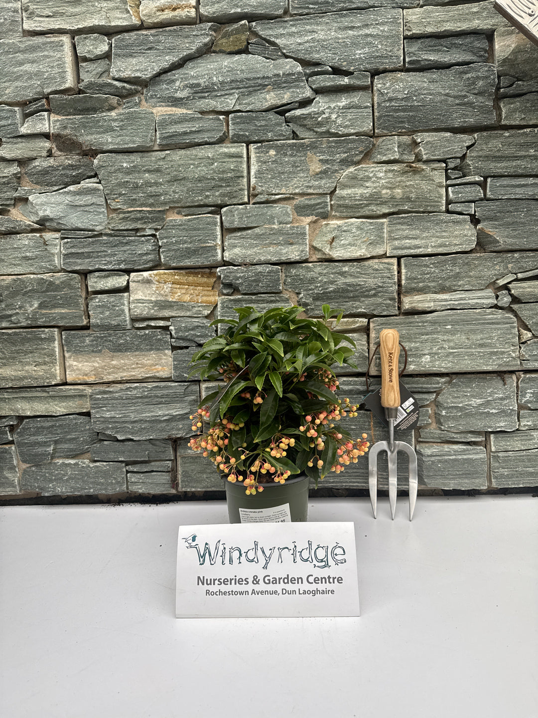 Ardisia crenata pink  P14 (grade 4)