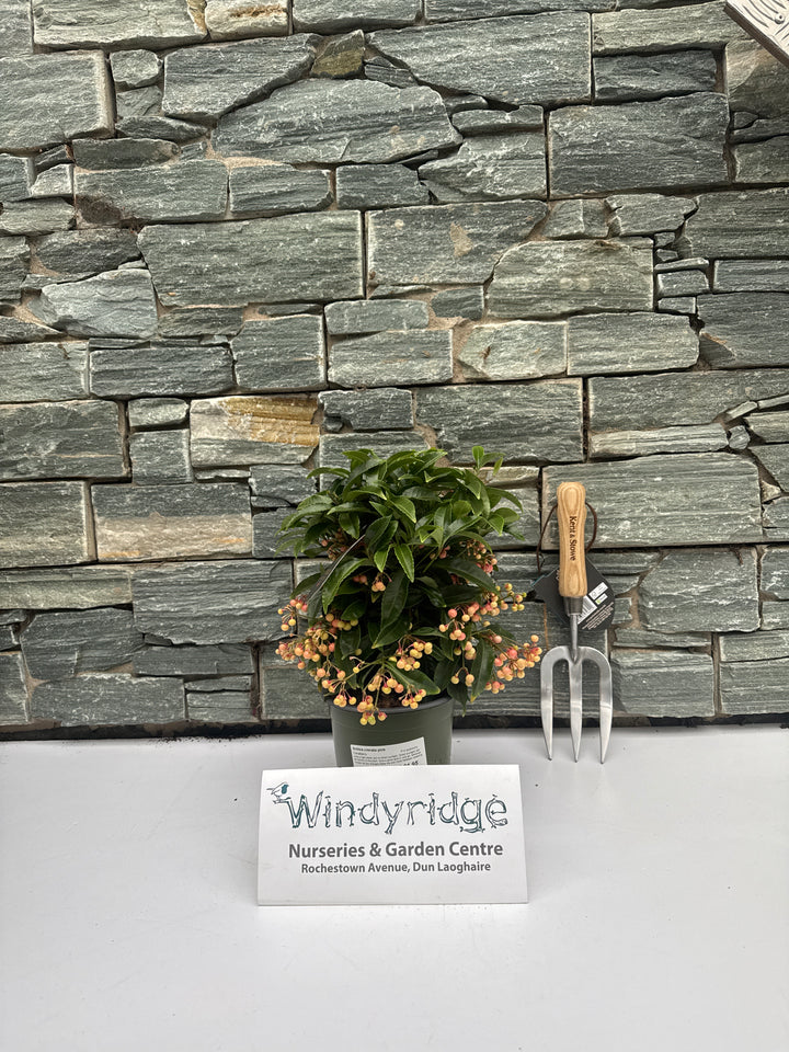 Ardisia crenata pink  P14 (grade 4)