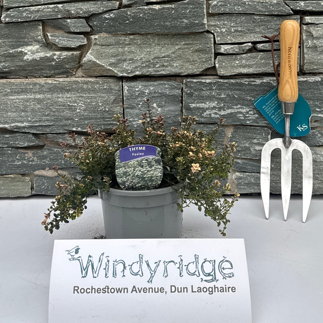 Thyme Foxley - Bedding - Windyridge Garden Centre