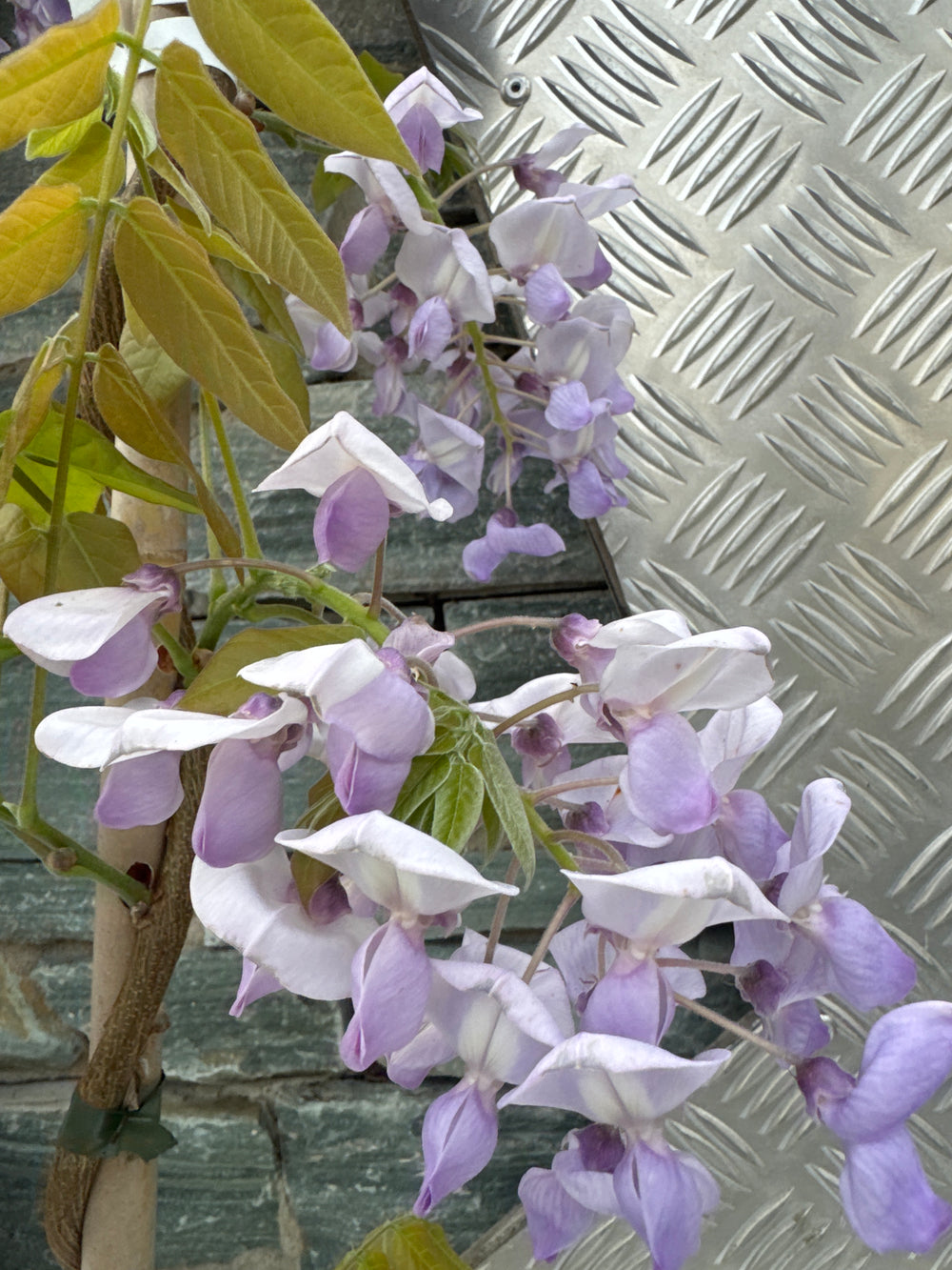 Wisteria In Cultivars 175-200 Cm. - Climbers - Windyridge Garden Centre