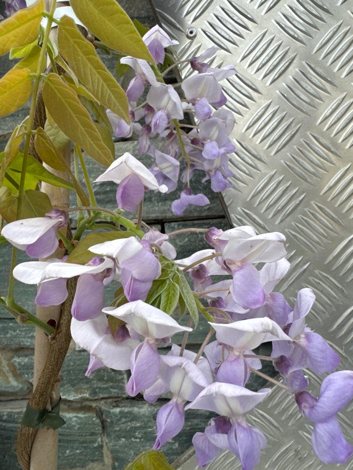 Wisteria In Cultivars 175-200 Cm. - Climbers - Windyridge Garden Centre