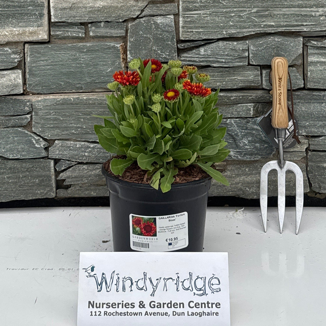 GAILLARDIA 'Fanfare Blaze' 3L