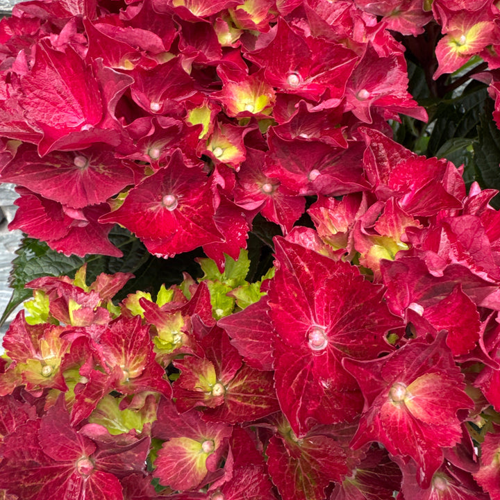 HYDRANGEA M. ROYAL RED