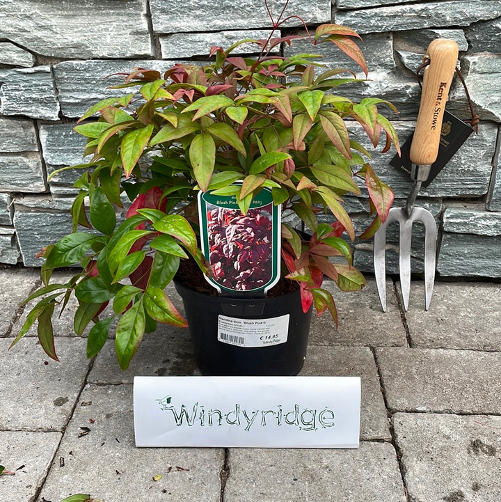 Nandina dom. Blush Pink
