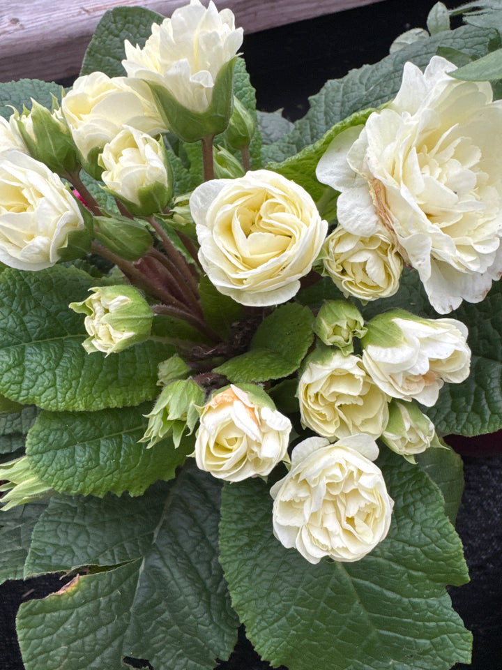 Primula belarina Cream