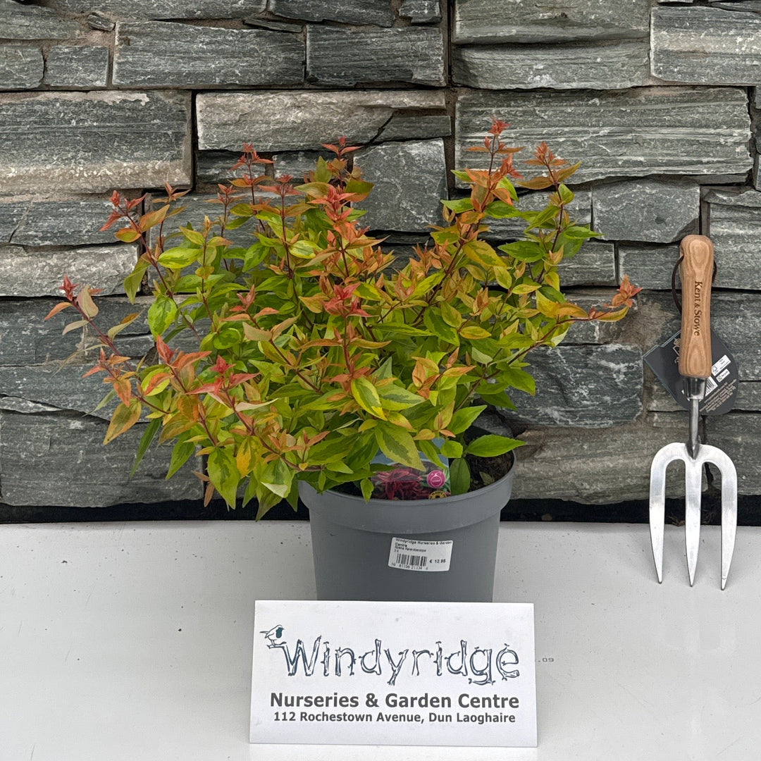 Abelia Kaleidoscope 3L