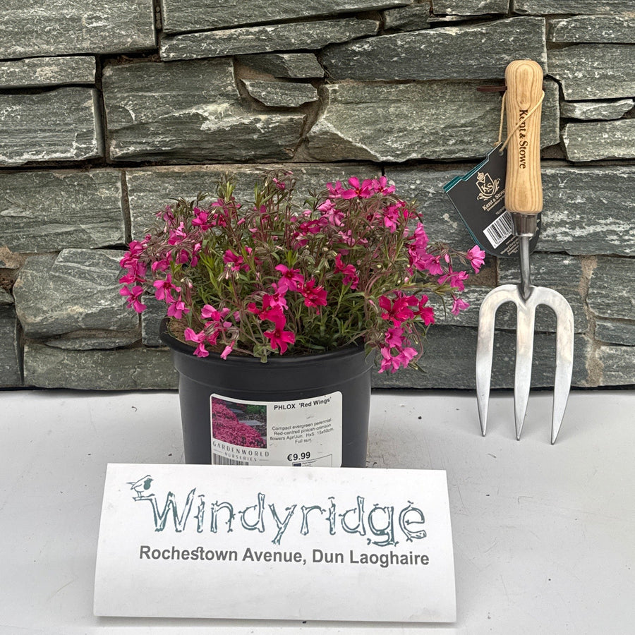 Phlox  Red Wings - Herbaceous - Windyridge Garden Centre
