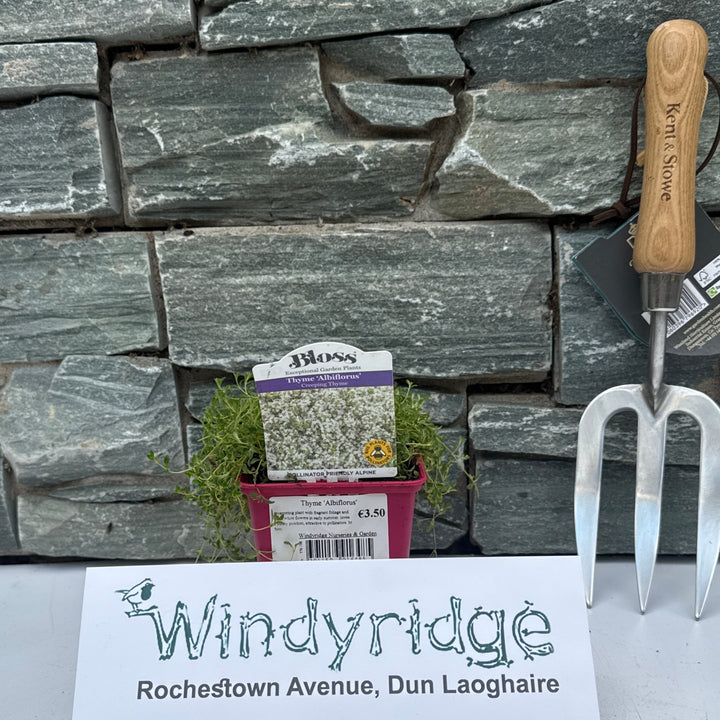 Thyme Albiflorus 9cm