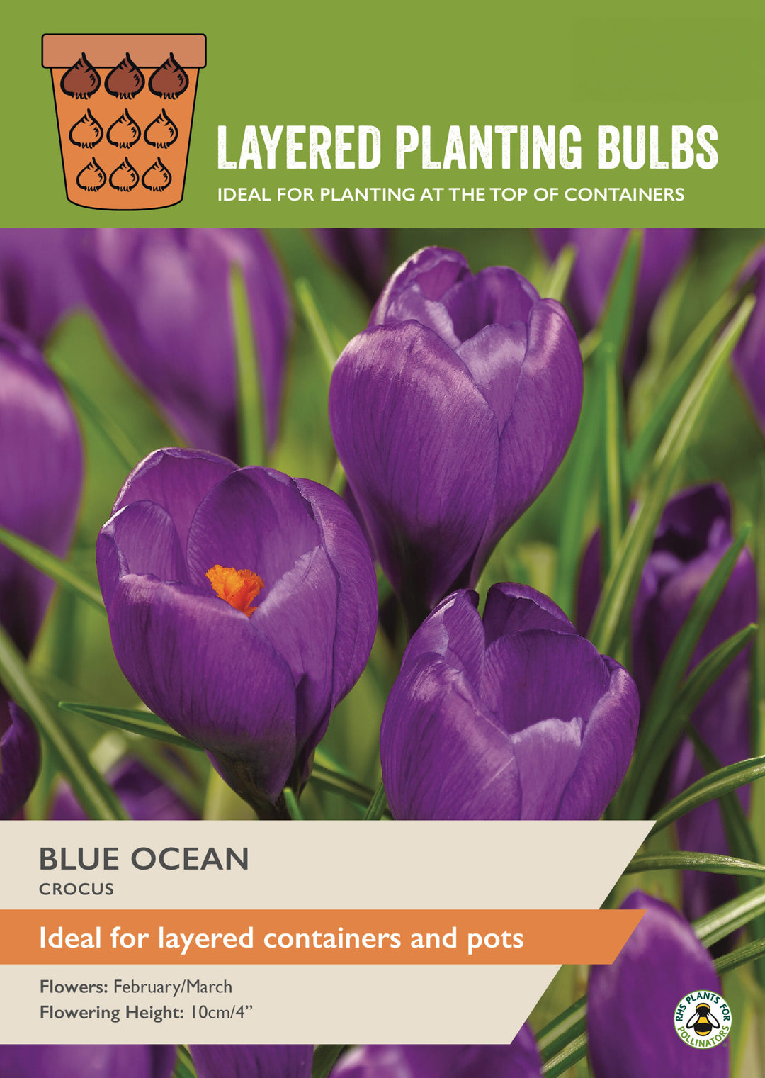 20 CROCUS BLUE OCEAN 5-7