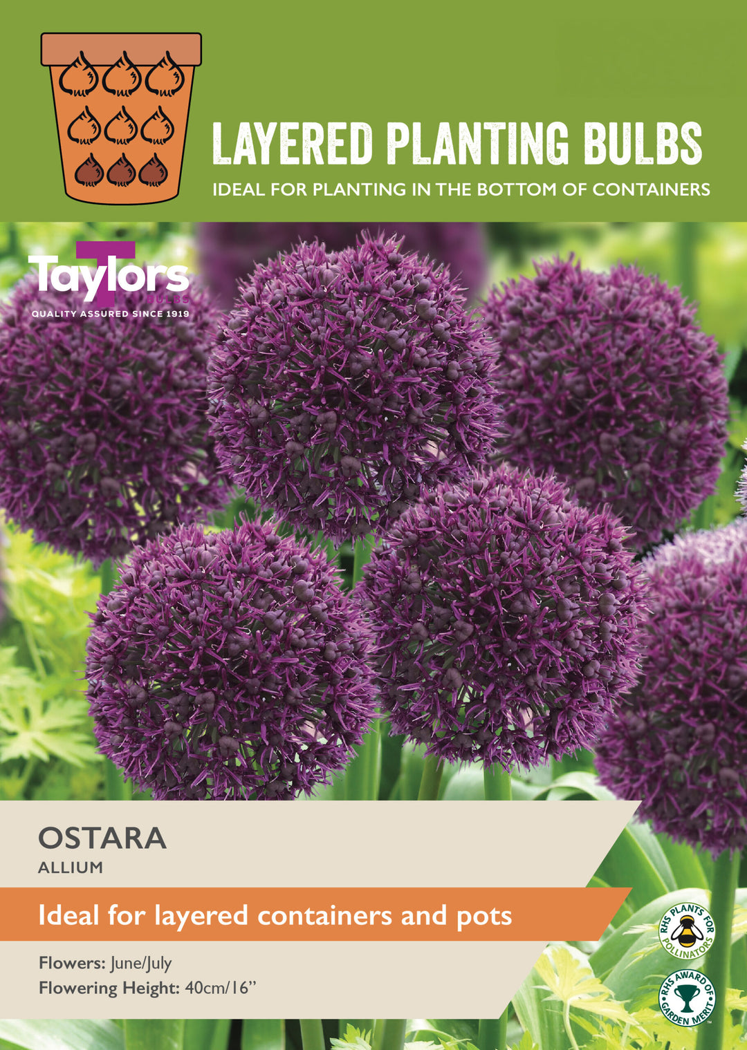 9 ALLIUM OSTARA 10-12