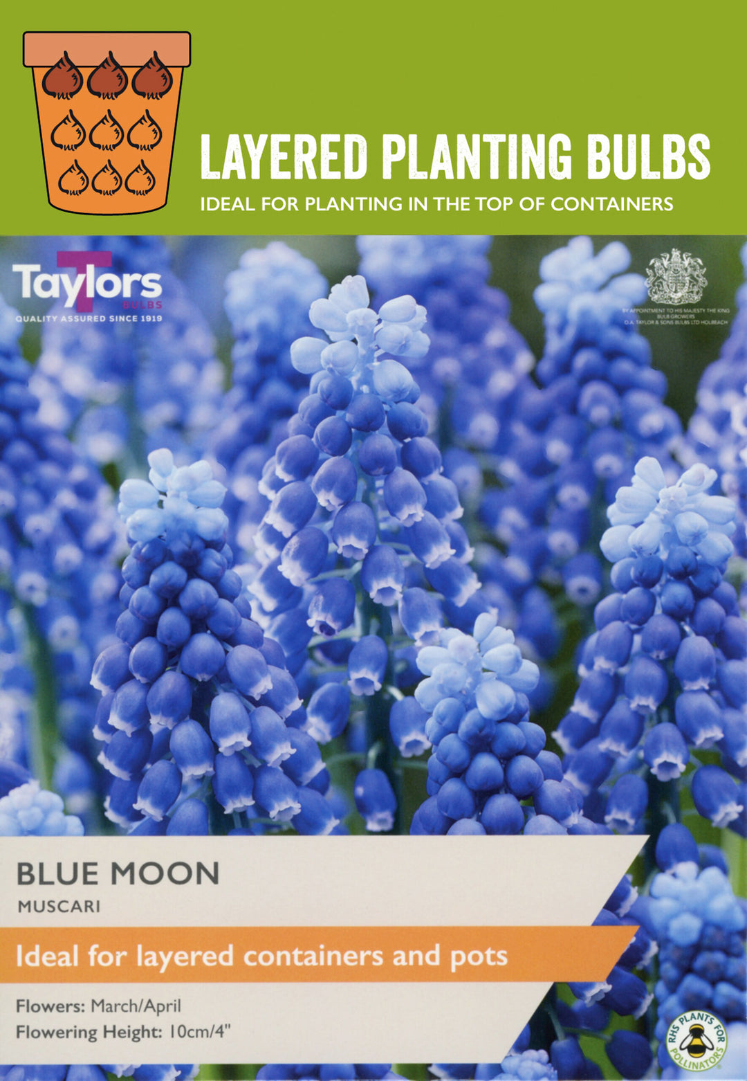 25 MUSCARI BLUE MOON 8-9