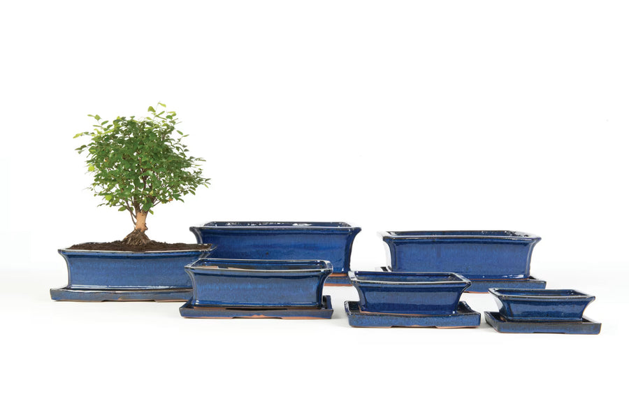 Bonsai Blue Pot 13Cm Rect - Pots - Windyridge Garden Centre