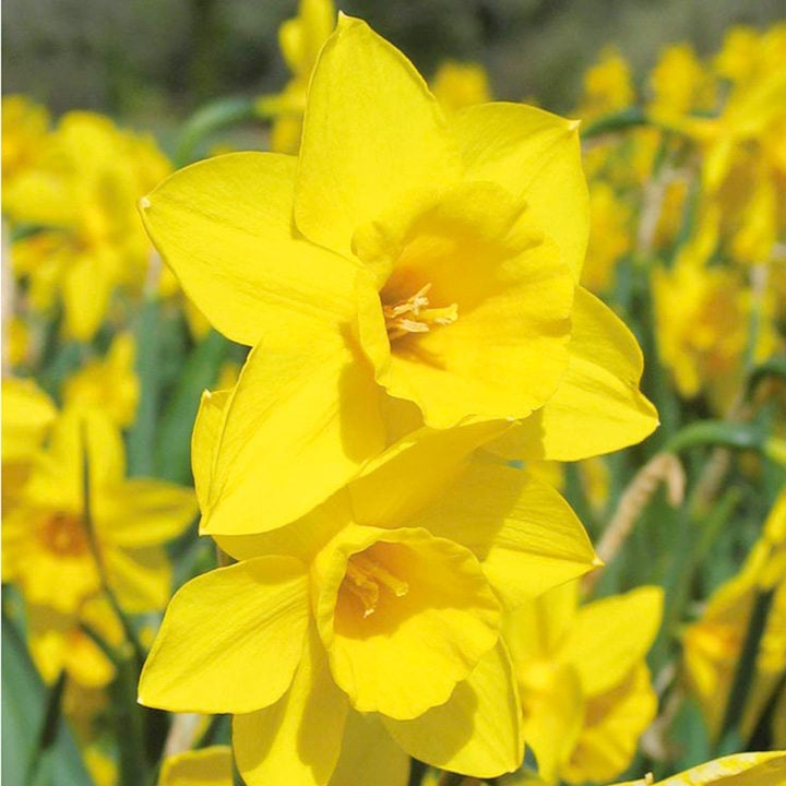 NARCISSUS CORNISH GOLD CARRI-PACK 1.5KG