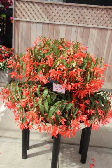 Begonia Boliviensis Copper Blossoms - Bulbs - Windyridge Garden Centre