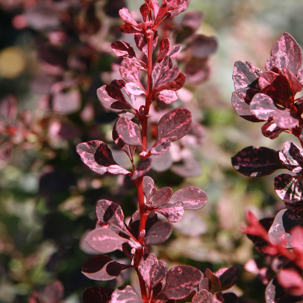 Berberis T. Rose Glow - Shrubs - Windyridge Garden Centre