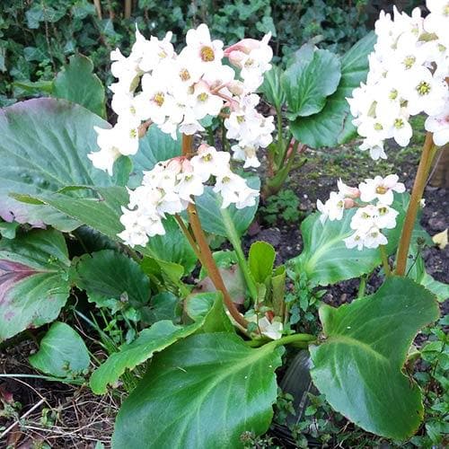 Bergenia Bressingham White - Herbaceous - Windyridge Garden Centre