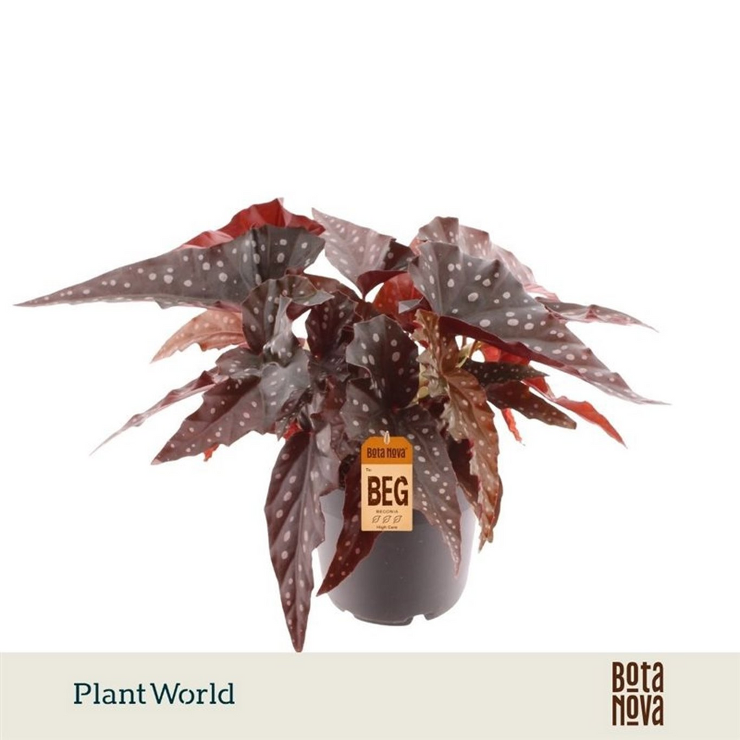 Begonia maculata 'Black Forest'