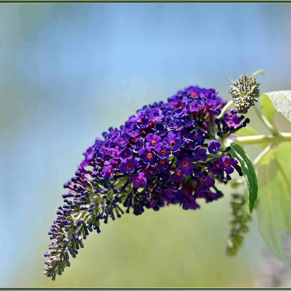 Buddleia Black Knight - Shrubs - Windyridge Garden Centre