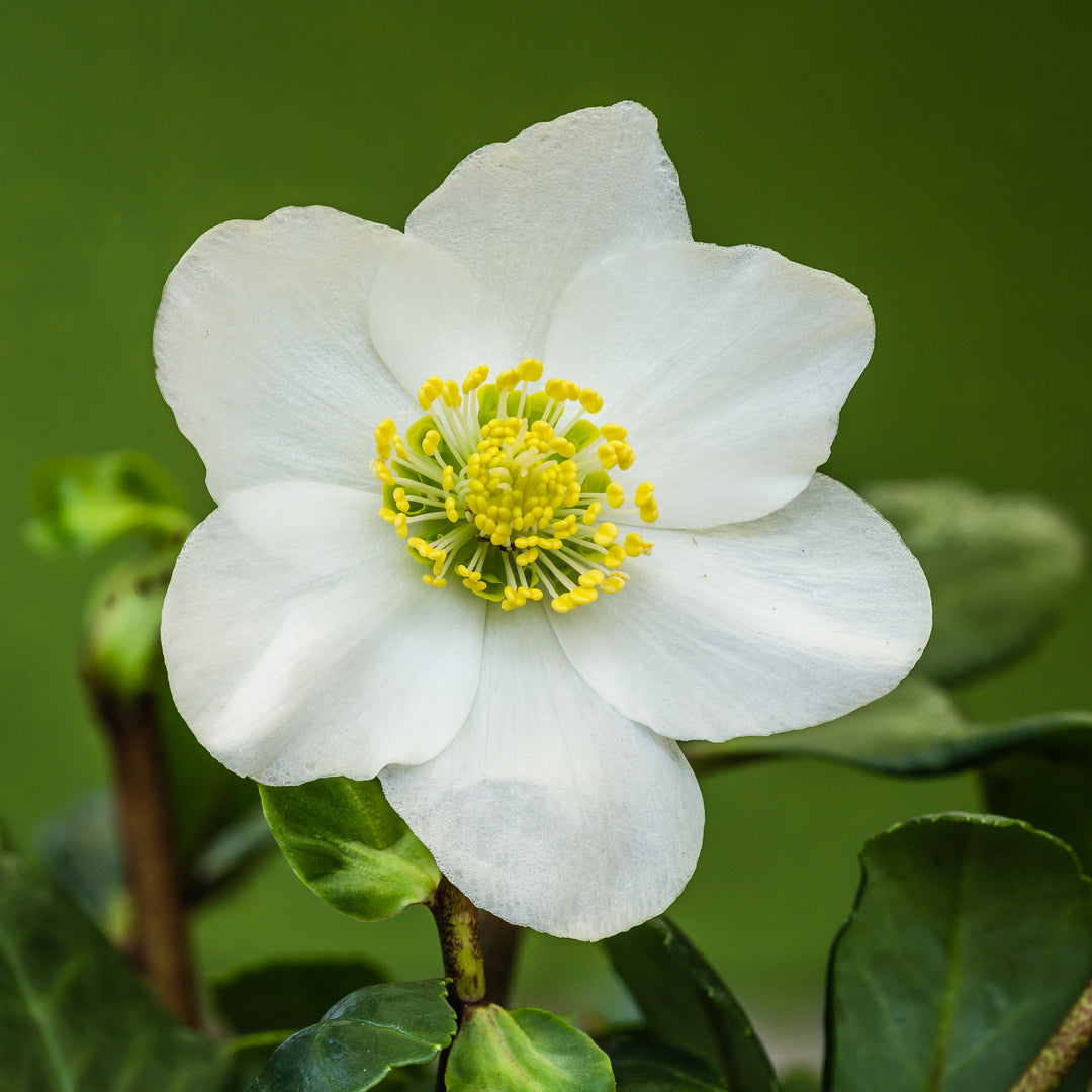 Helleborus-Christmas-Carol-Flower-1