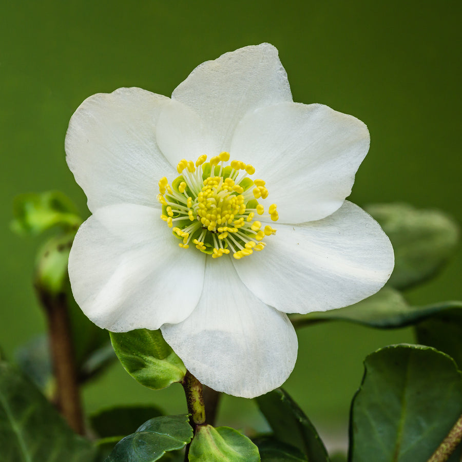 Helleborus-Christmas-Carol-Flower-1