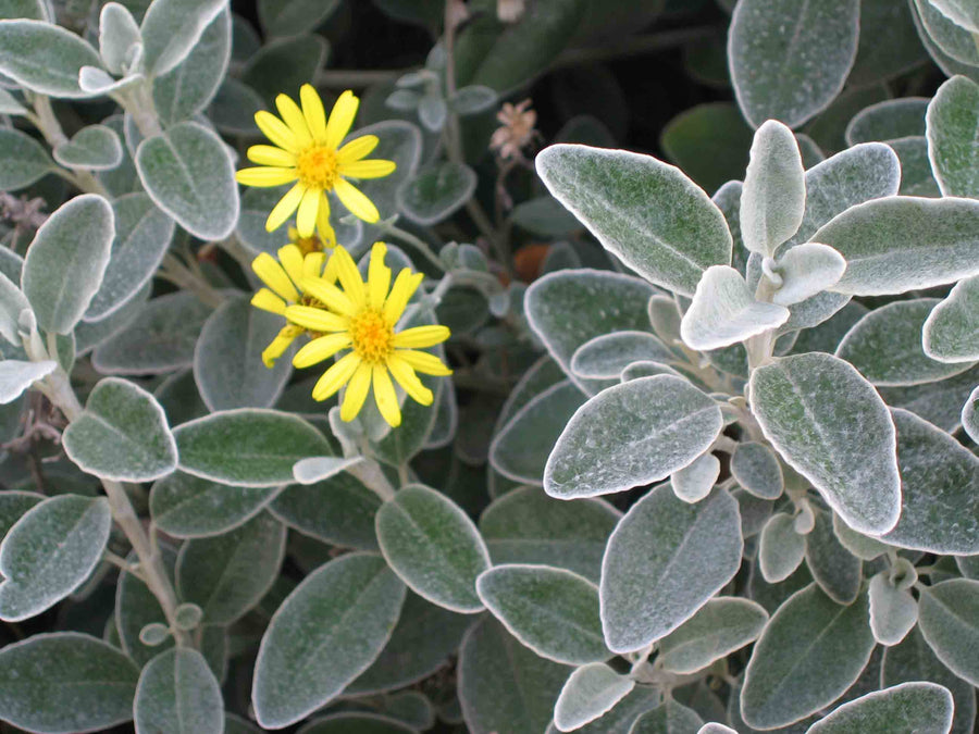 Brachyglottis-Sunshine-Flower