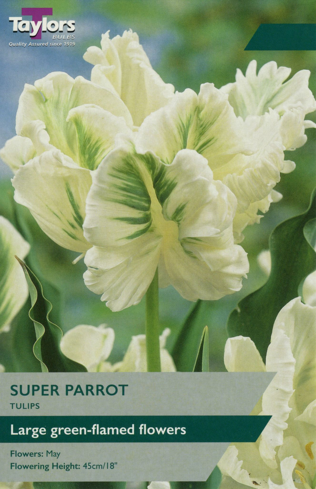 TULIP SUPER PARROT X 6