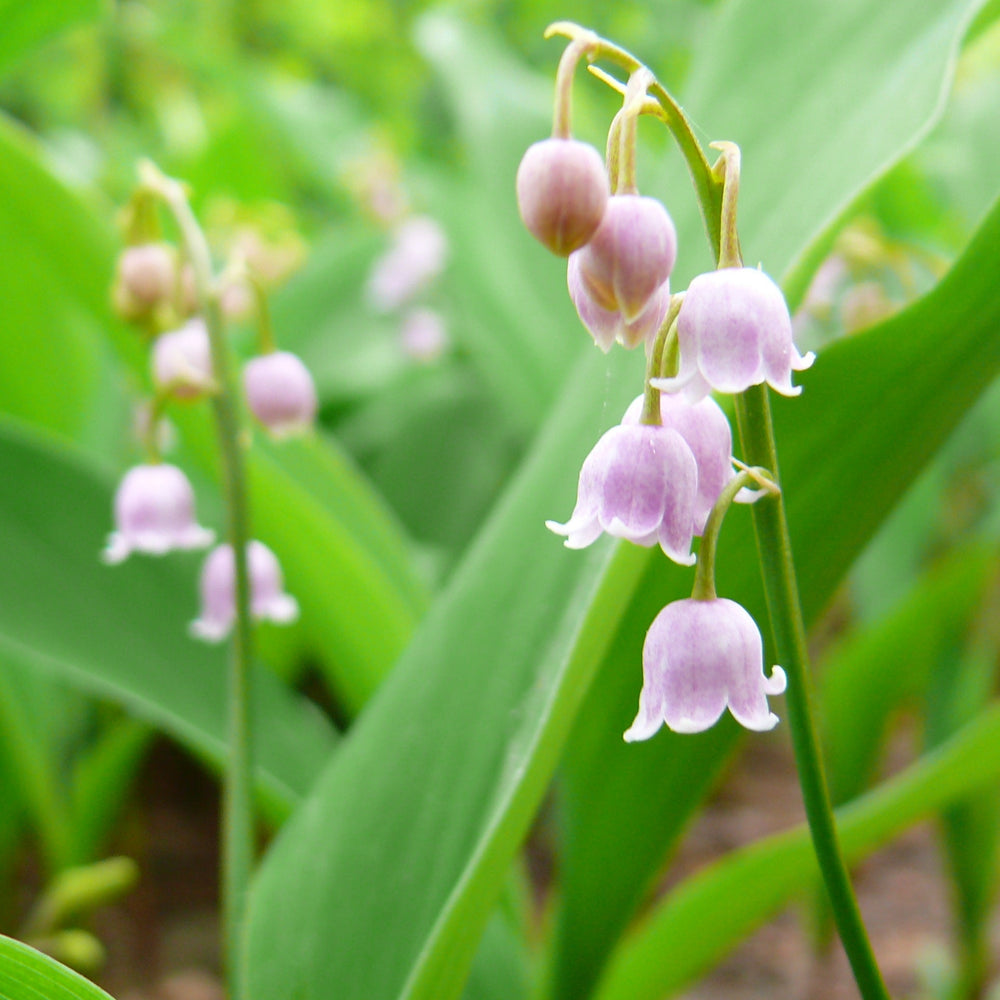 Convallaria Majalis 'Rosea' - Herbaceous - Windyridge Garden Centre