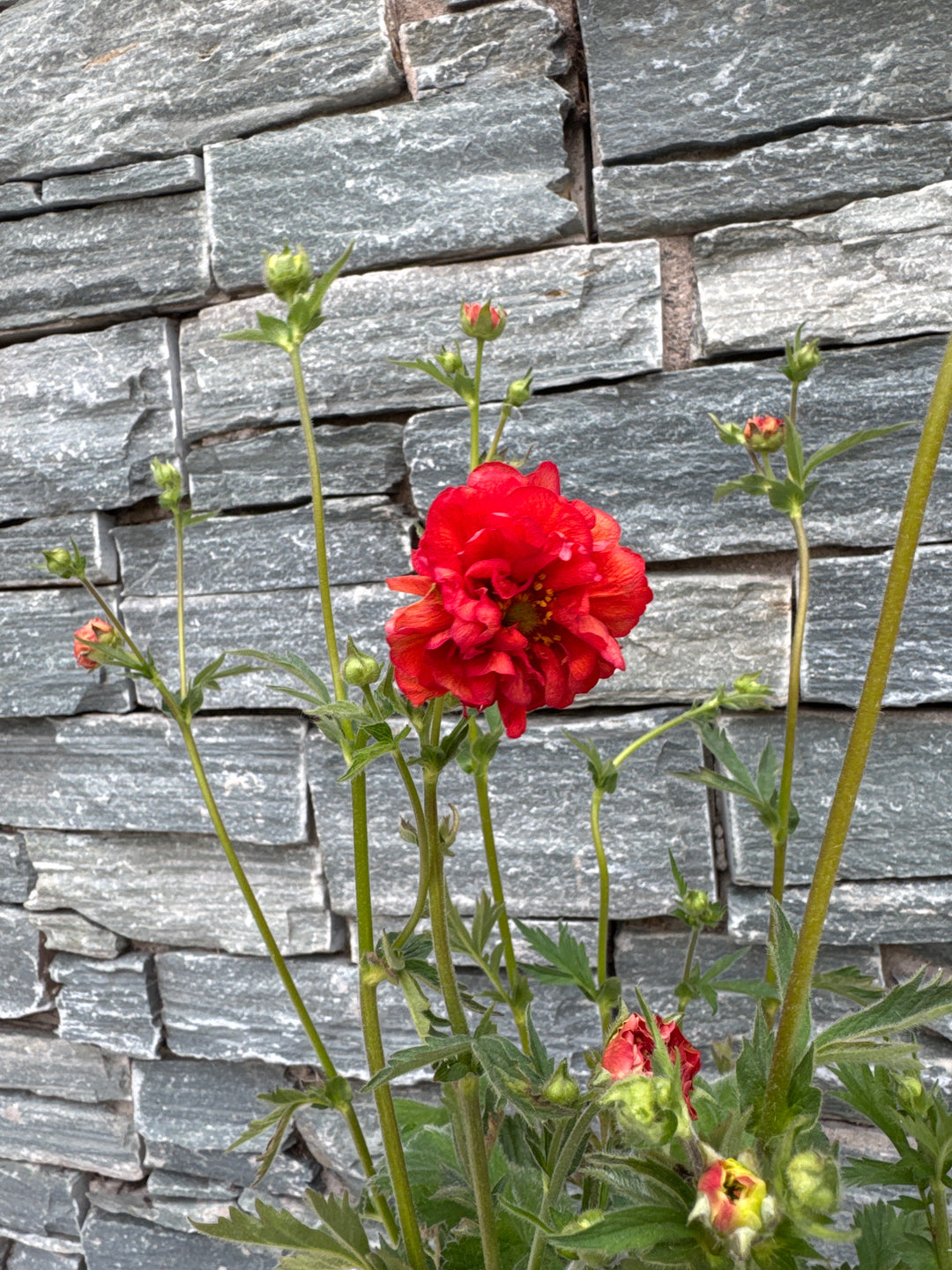 GEUM 'Firestarter' 3L