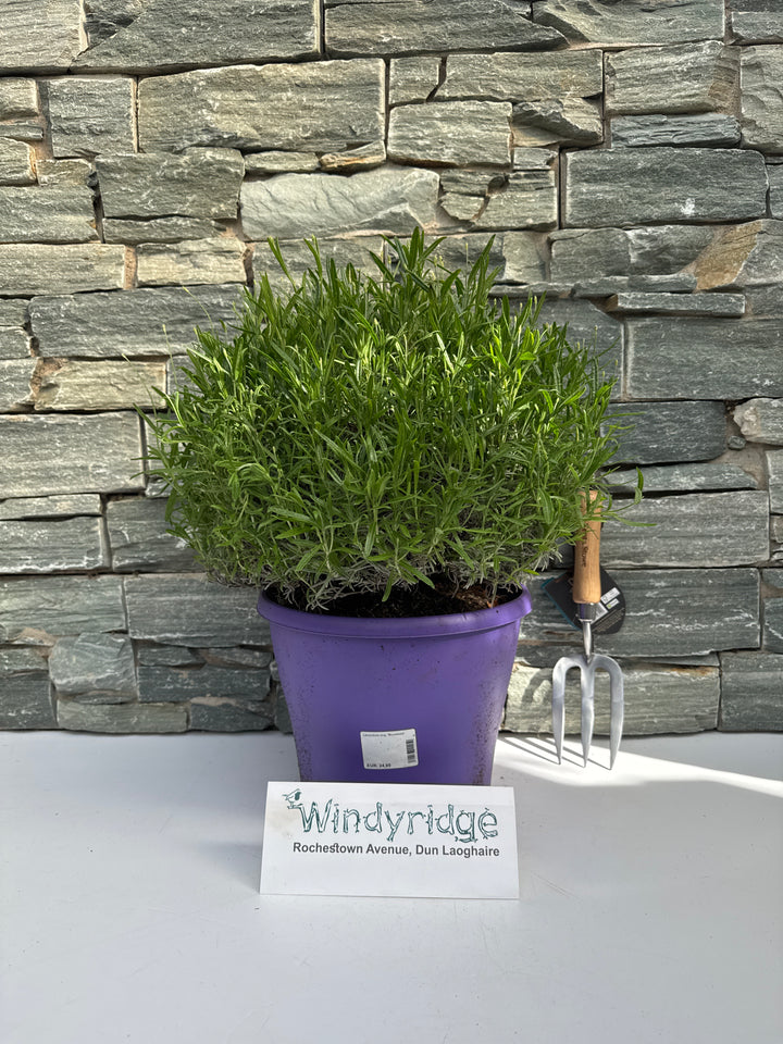 Lavandula ang. Munstead