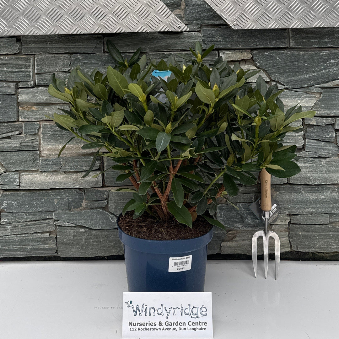 Rhododendron hybride in varieties P26 (7.5 LTR)