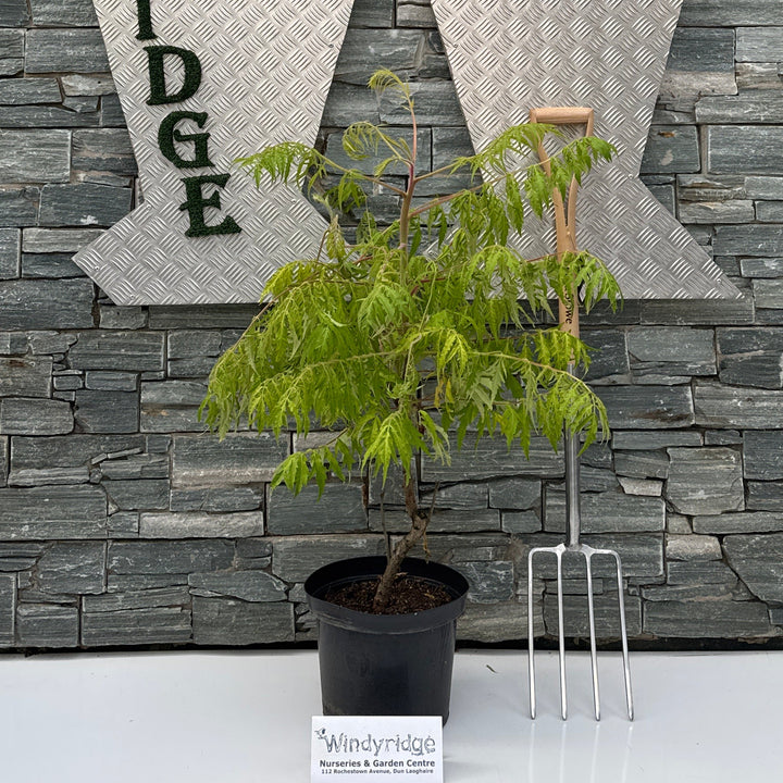 Rhus typhina Tiger Eyes C10