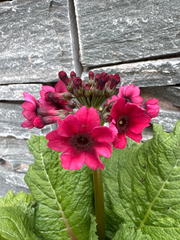 Primula Millers Crimson