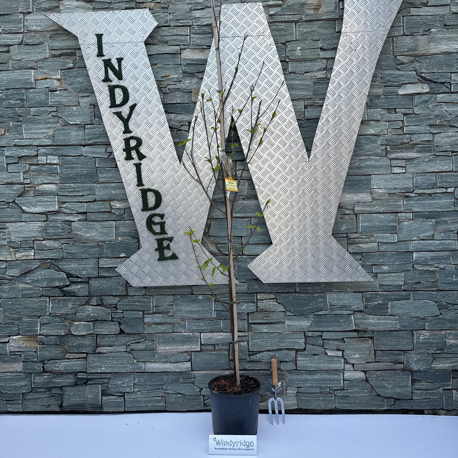 Betula Albosinensis Fascination - Trees - Windyridge Garden Centre