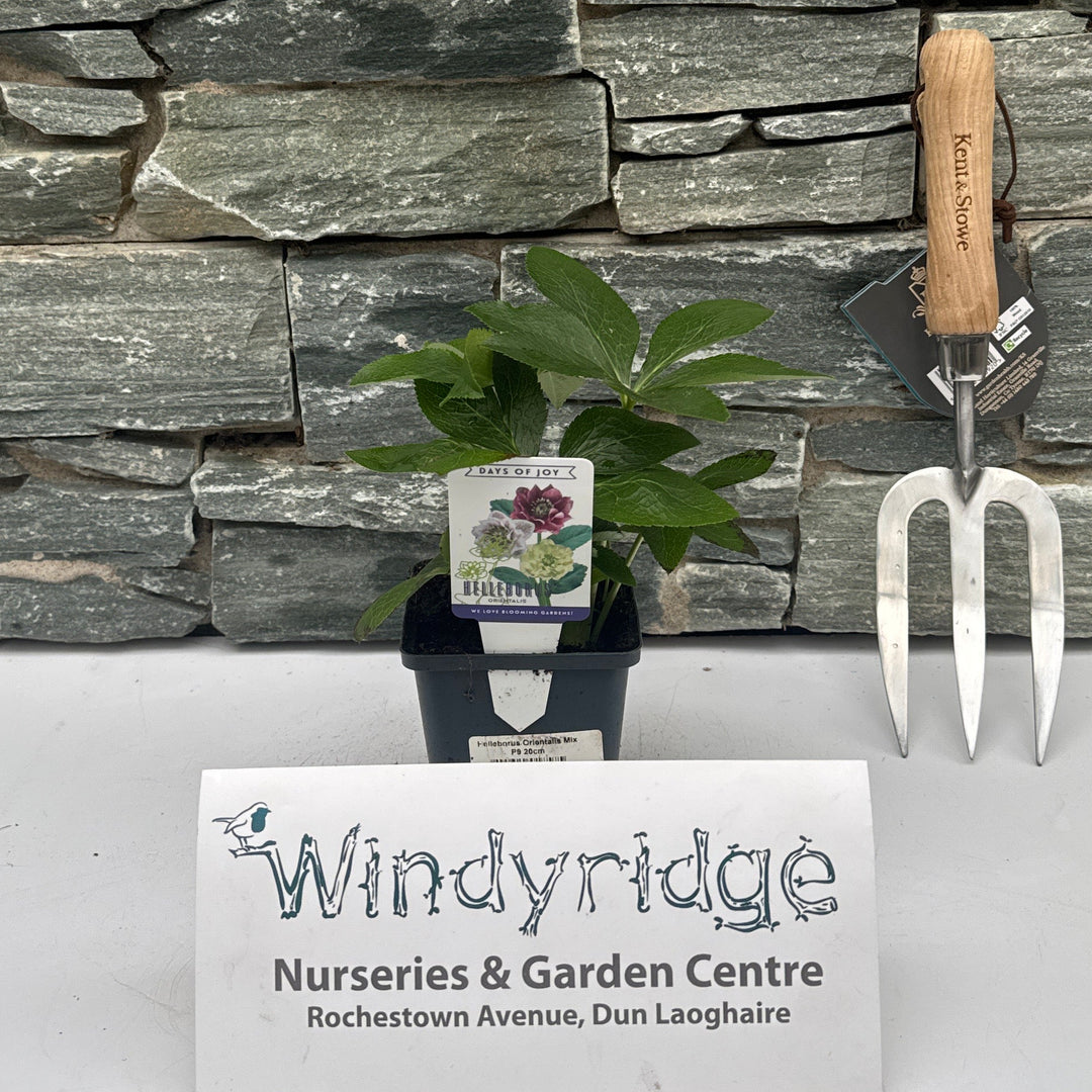 Helleborus Orientalis Mix P9 20cm