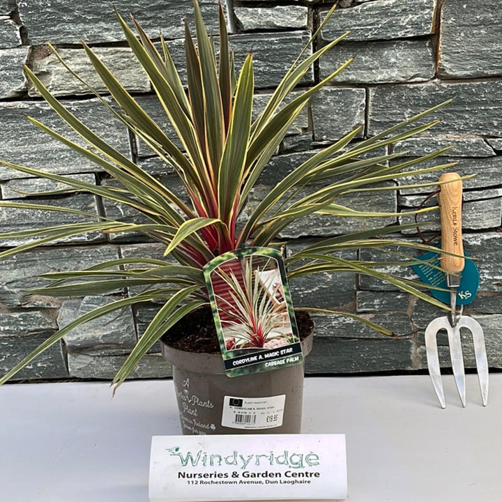 CORDYLINE A. MAGIC STAR