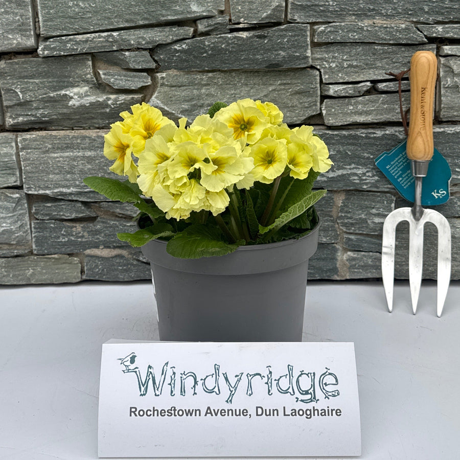 Primula Polyanthus Sibel Lime - Herbaceous - Windyridge Garden Centre