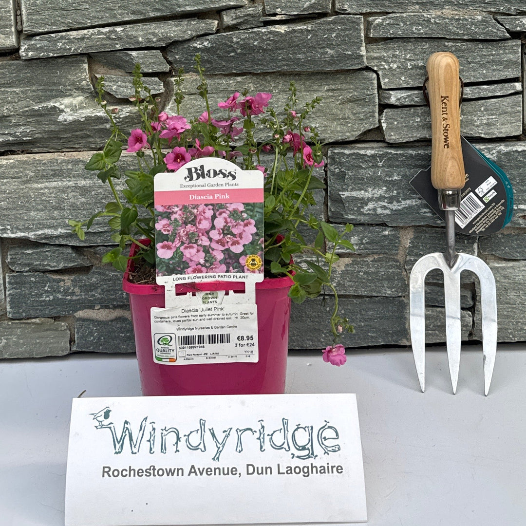 Diascia 'Juliet Pink' 2L - Herbaceous - Windyridge Garden Centre