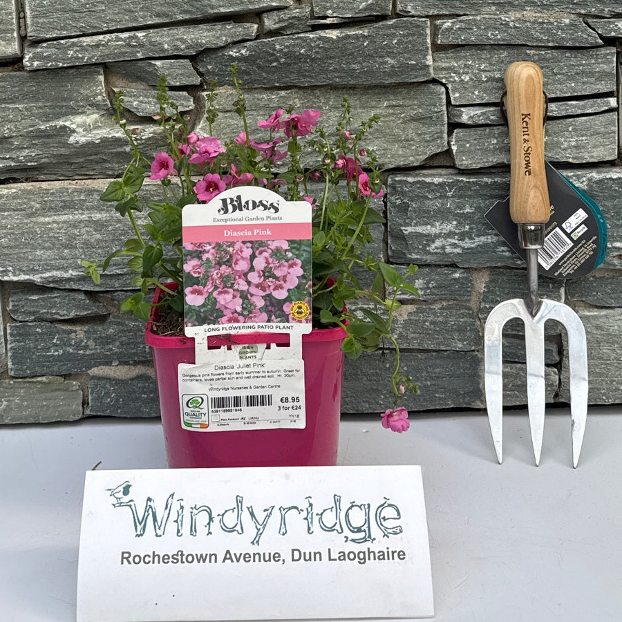 Diascia 'Juliet Pink' 2L - Herbaceous - Windyridge Garden Centre