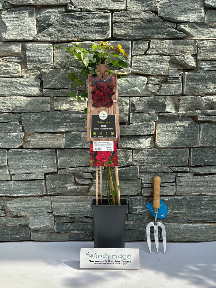 Rosa (K) Pauls Scarlet Climber  S-pot(2,25 L)