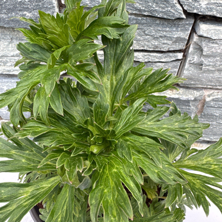 ACONITUM  Cloudy