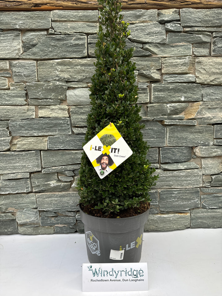 Ilex cren. Dark Green