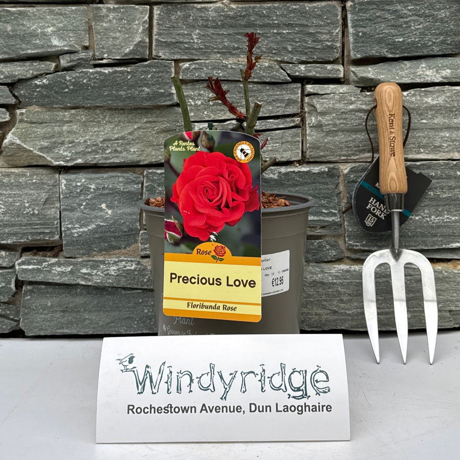 Rosa Precious Love - Roses - Windyridge Garden Centre