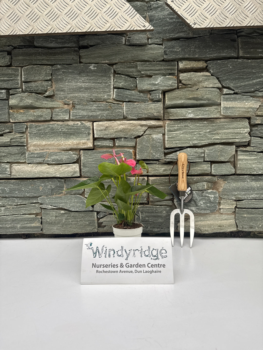 Anthurium and. Pink Champion  P9