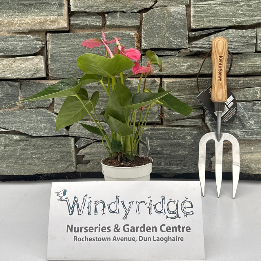 Anthurium And. Pink Champion  P9 - Indoor Plants - Windyridge Garden Centre