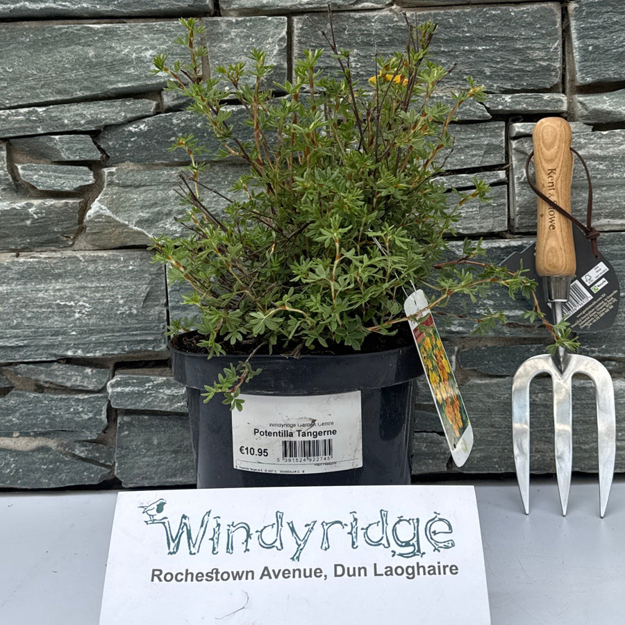 Potentilla Tangerine - Shrubs - Windyridge Garden Centre