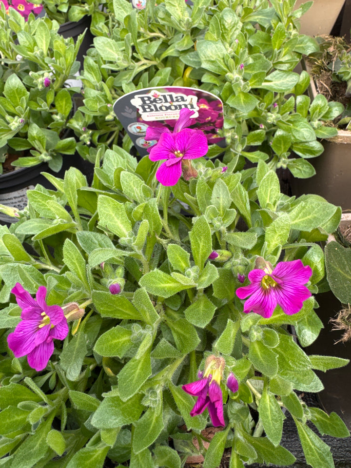 Aubrieta Gracilis Florado Rose Red - Herbaceous - Windyridge Garden Centre